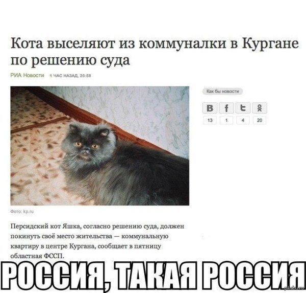 кота выселили
