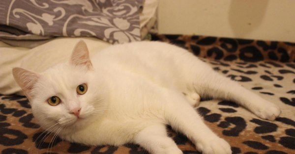 турецкая ангорская кошка короткошерстная