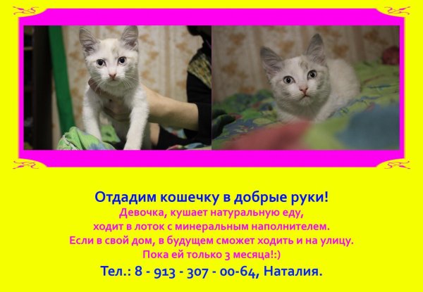 отдам котят в добрые руки