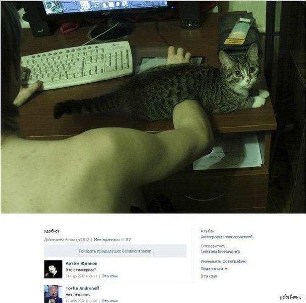 милые котики смешные