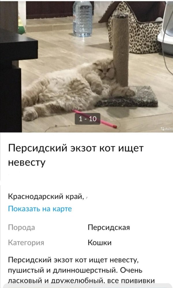 кошка персидская