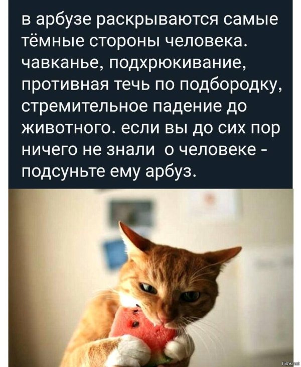 колбасный ветер для кота