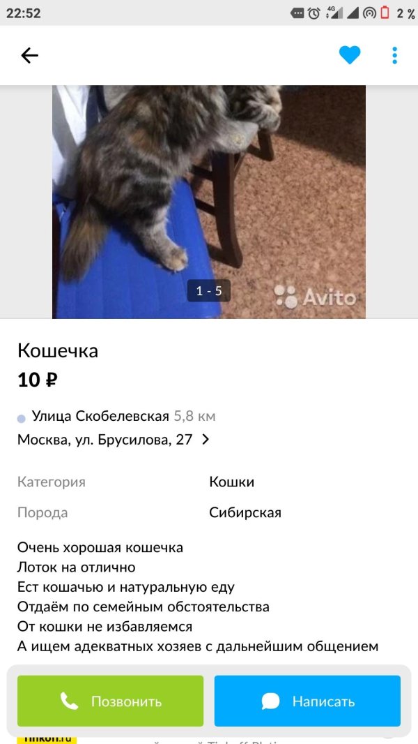 авито кошки