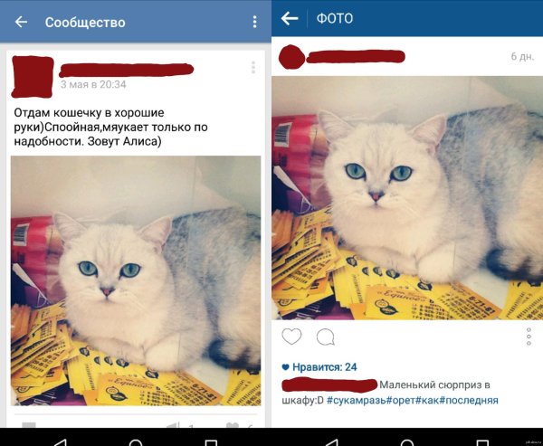 британская шиншилла