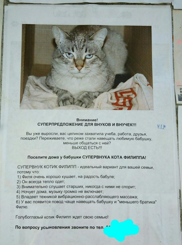 смешные объявления о котах