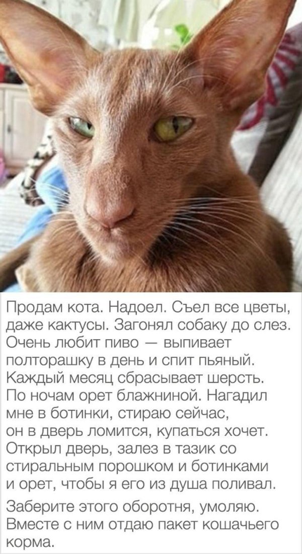 ориентальная кошка