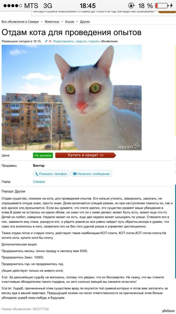 прикольные объявления про котов