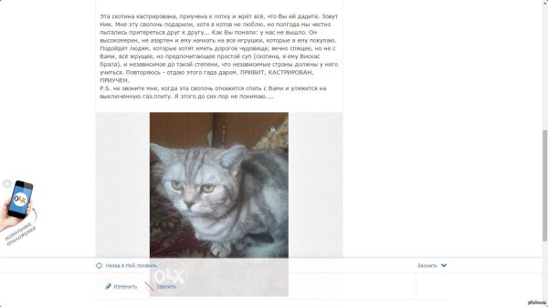 британская кошка