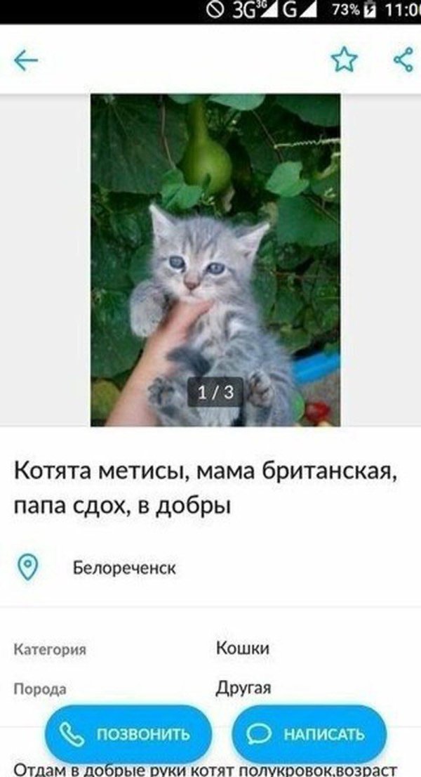 котенок серый