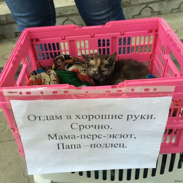 надписи приколы