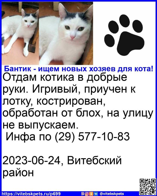 потерялась кошка