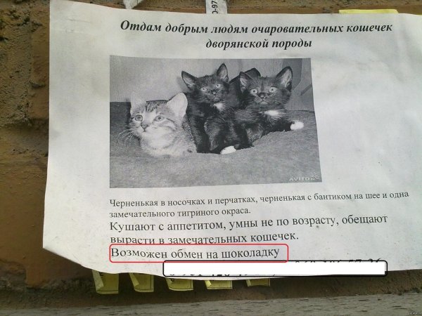 объявления про котят