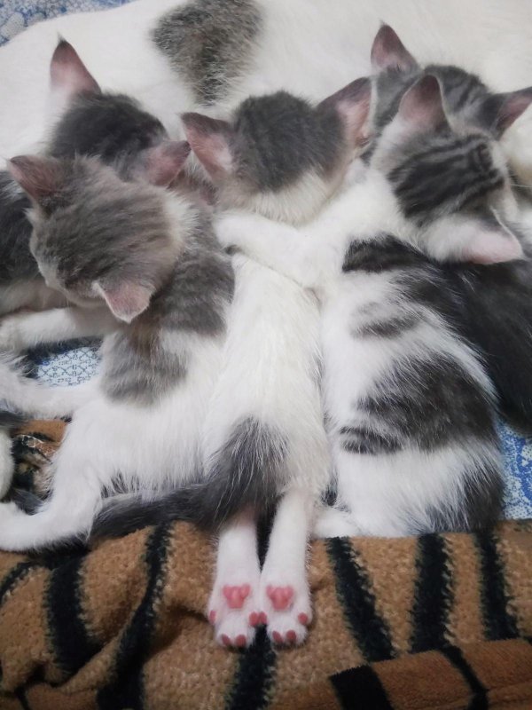 очаровательные котята