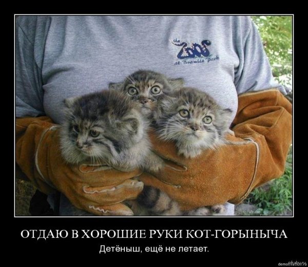 манул новосибирский зоопарк