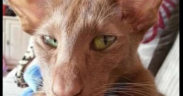 ориентальная кошка