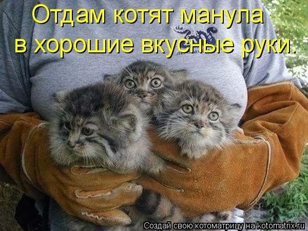 манул на руках