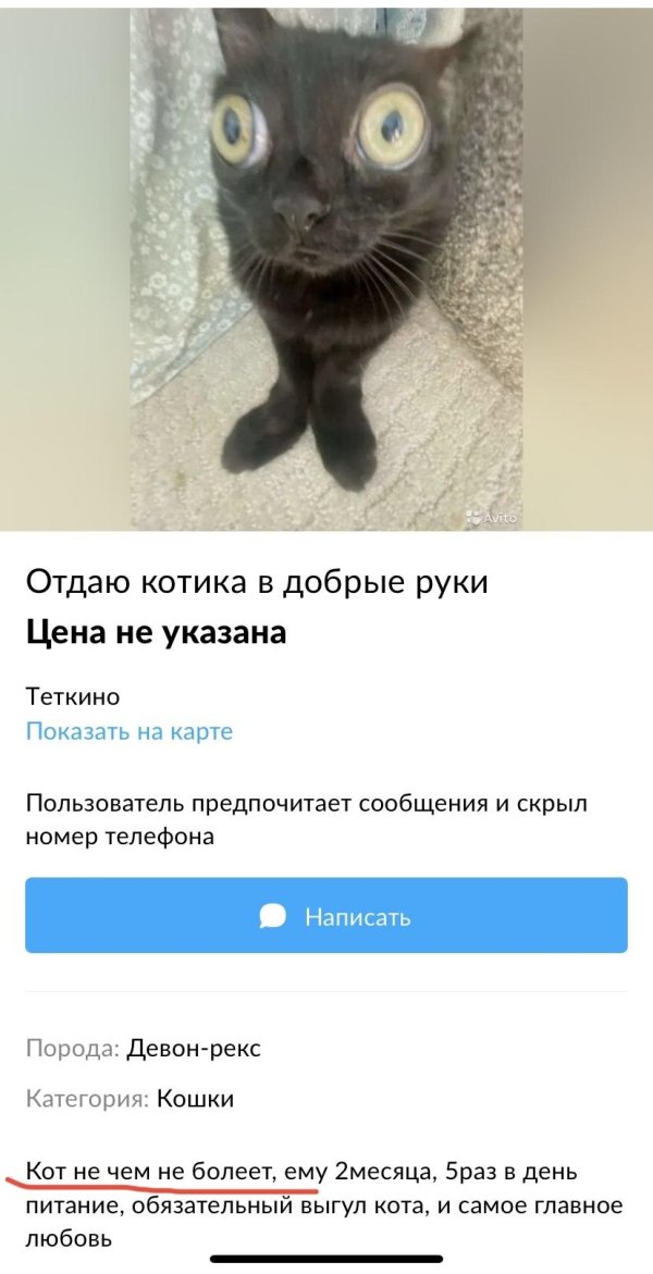 мемо котики