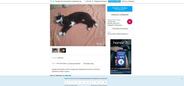 порода кота