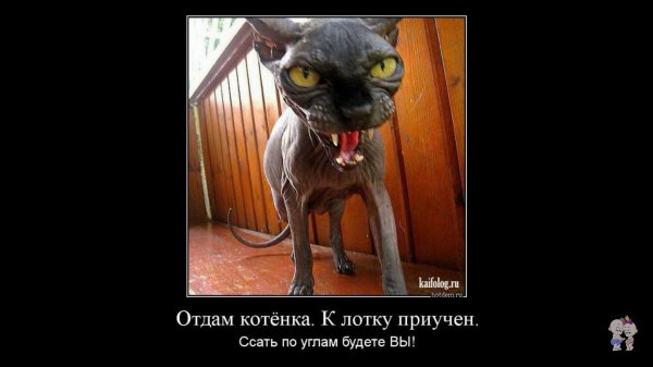 кошка сфинкс