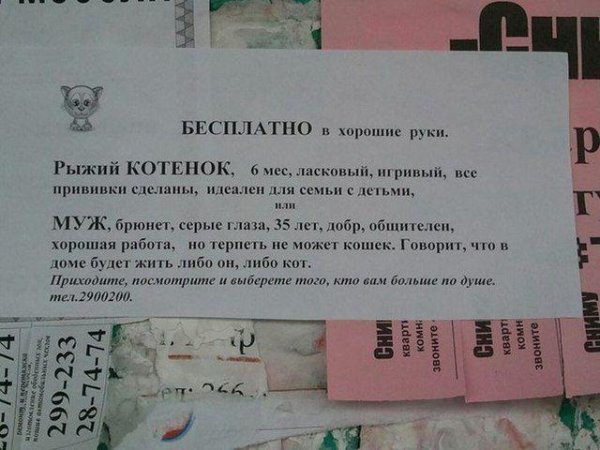 объявление отдам котят
