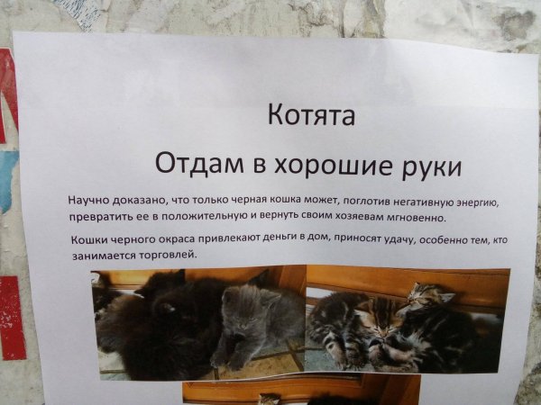 отдам кошку в добрые руки