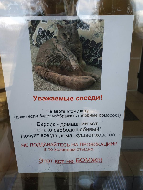 объявление про кота
