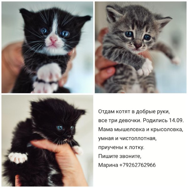 объявления про котят