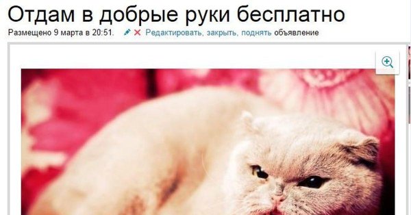 домашнее животное