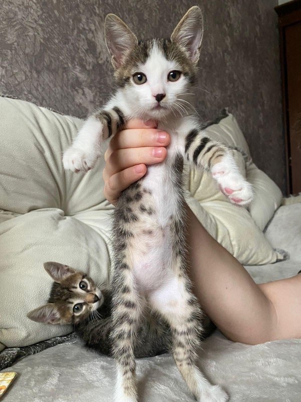 бенгал котенок 2 мес