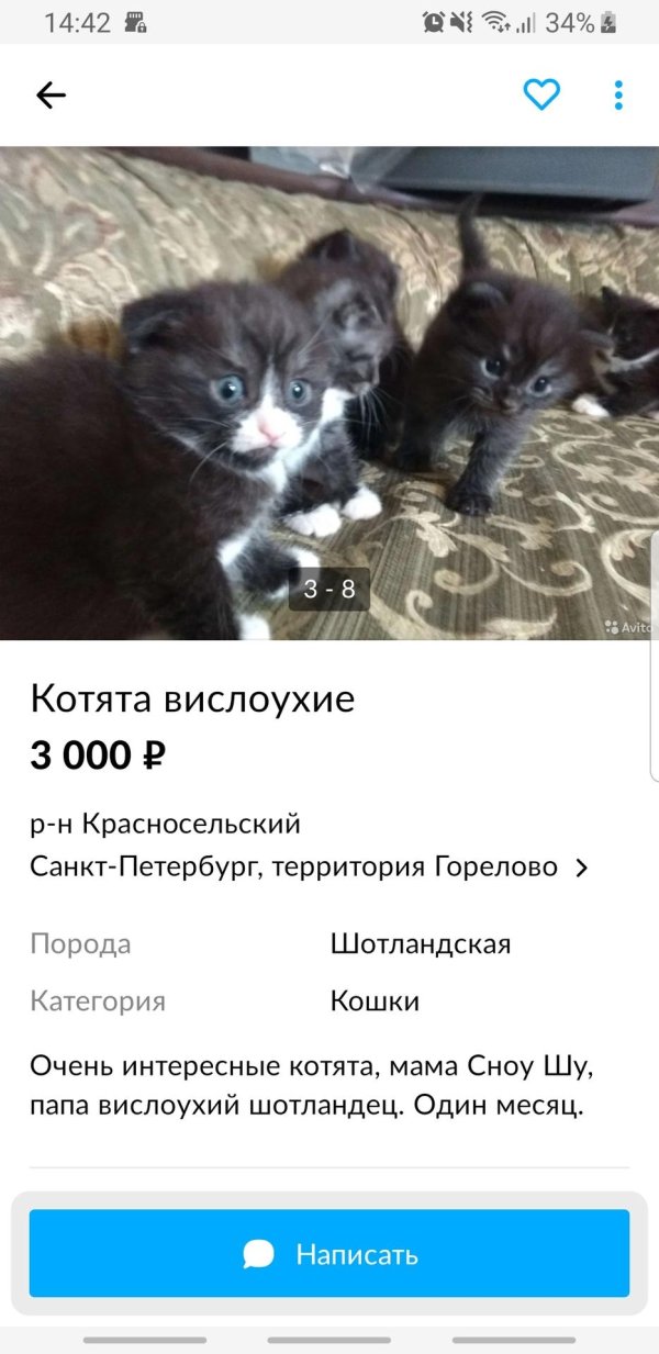 котенок смешной