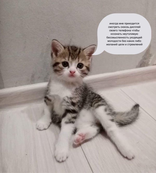 очаровательные котята