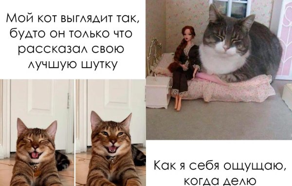 мем с котами