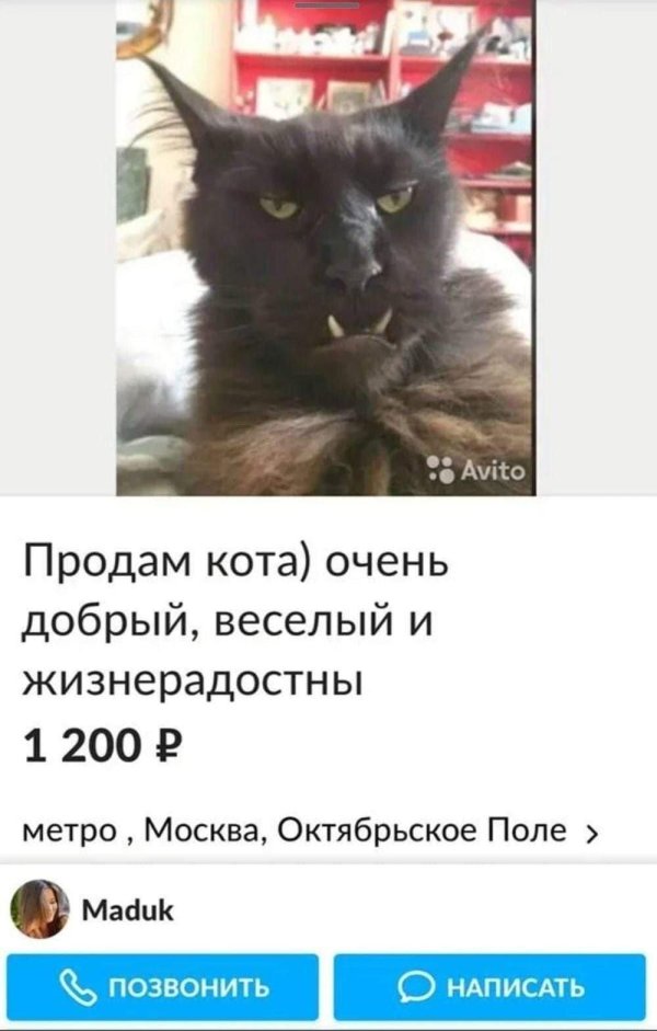 кот дьявол