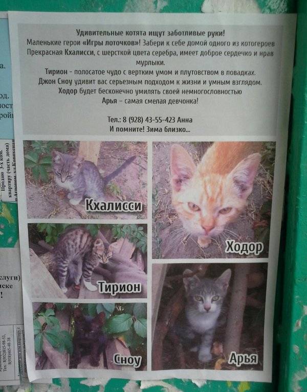креативные объявления про котят
