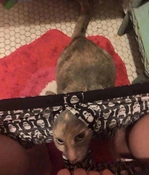 котик в трусах