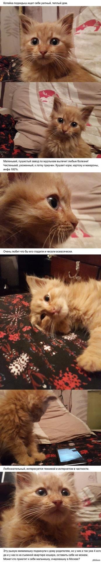 рыжие котята