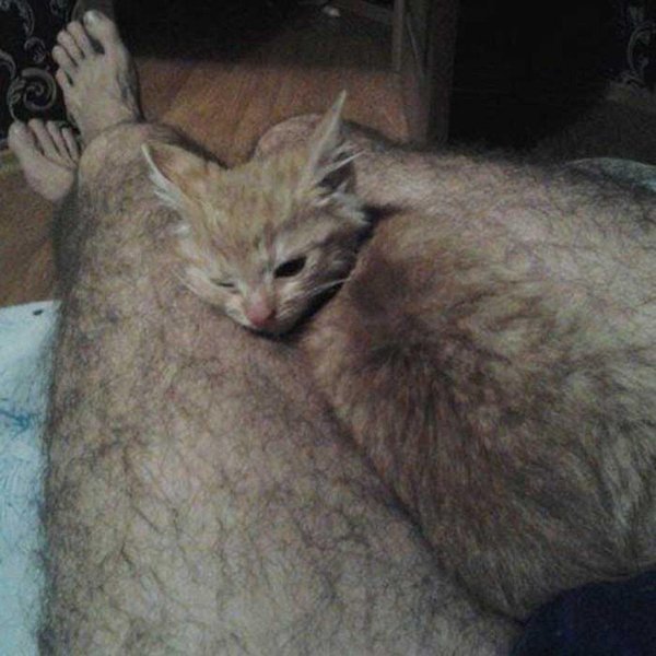 смешные киски