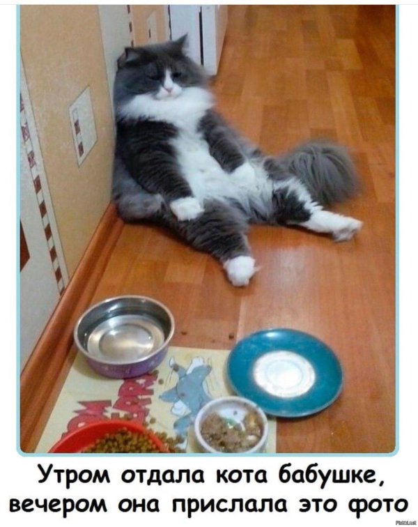 оставил кота у бабушки