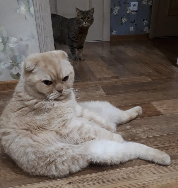 вислоухий скоттиш фолд персиковый