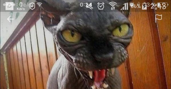 очень злая кошка