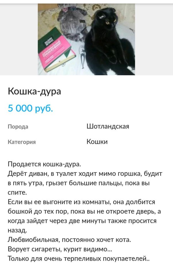 кошка дура