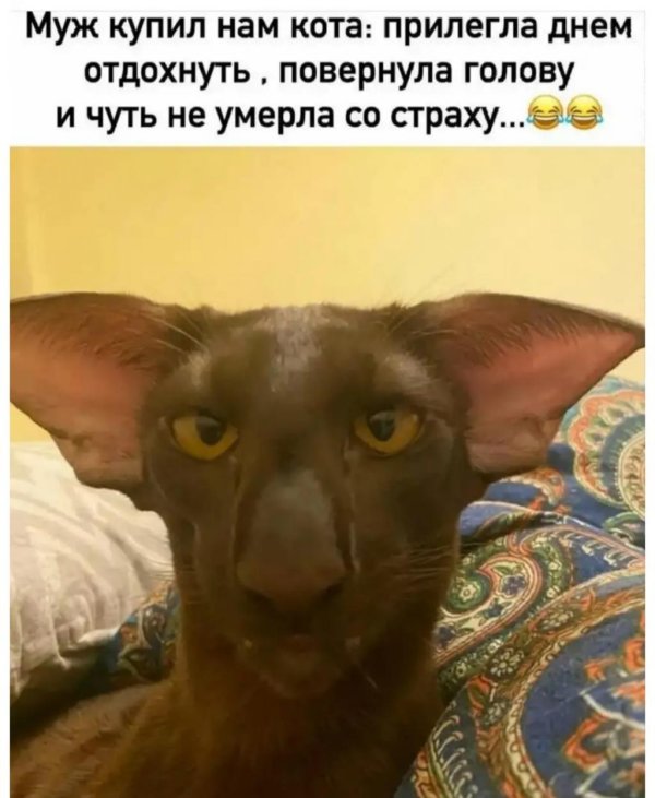 ориентальная кошка