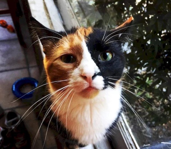 кошки необычного окраса