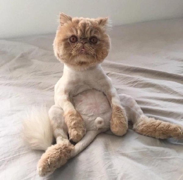 стрижка кота