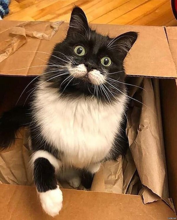 котхипстер гамильтон