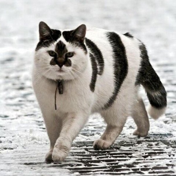 необычные окрасы животных