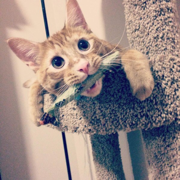 прикольные котики