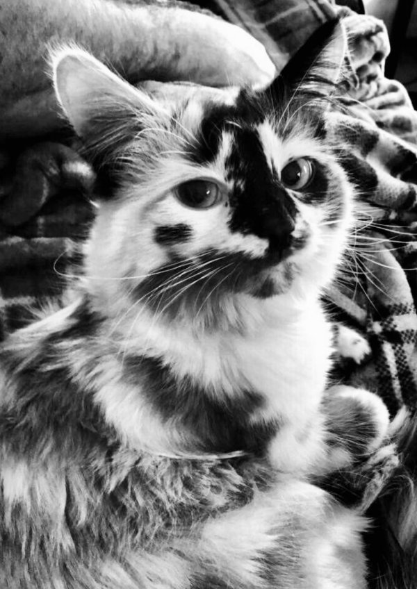 красивые окрасы котов