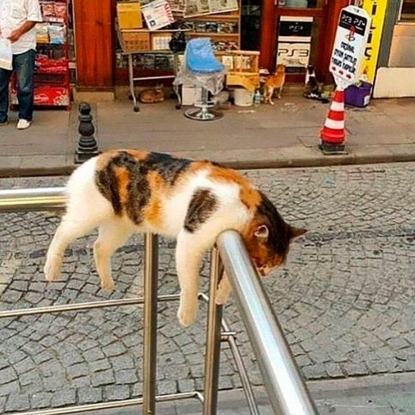 кошки в необычных местах