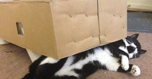 котик в коробочке